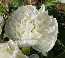 Piwonia Chińska Marie Lemoine Peonia (Paeonia) Lactifolia 2-3l