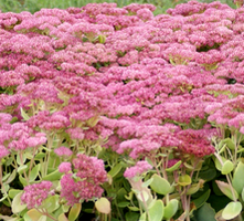 Rozchodnik wielki Herbstfreude Sedum telephium