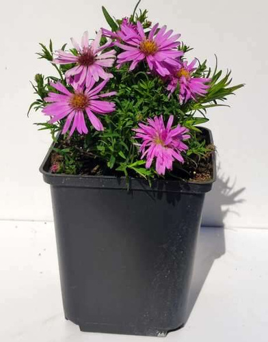 Aster Wood's Pink Aster hybrida 1l 