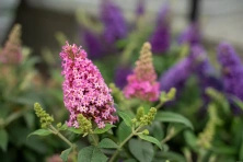 Budleja Butterfly Candy Little Pink Buddleja davidii 1l