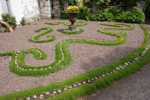 Karmnik ościsty Green Moss Sagina subulata 9