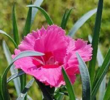 Goździk pierzasty Angel of Hope Dianthus plumarius 9