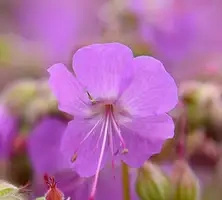 Bodziszek kantabryjski Karmina Geranium cantabrigiense