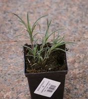 Goździk pierzasty Ine Dianthus plumarius 9