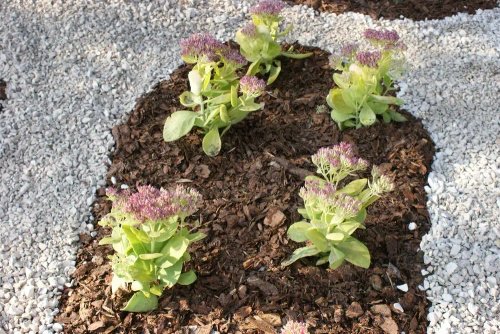 Rozchodnik Hot Stuff Sedum