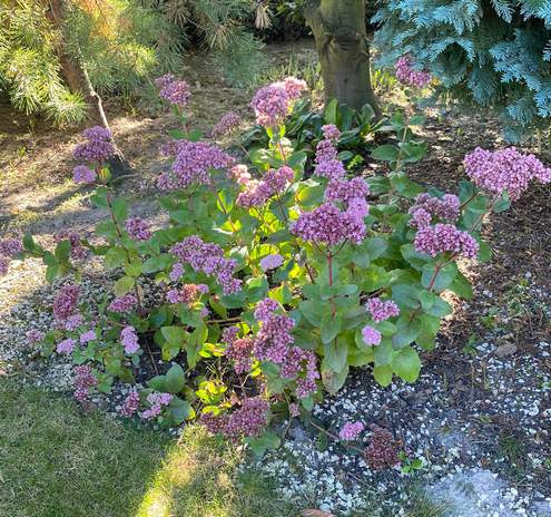 Rozchodnik wielki Matrona Sedum telephium 1l
