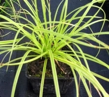 Turzyca Gold Fountain Carex dolichostachya