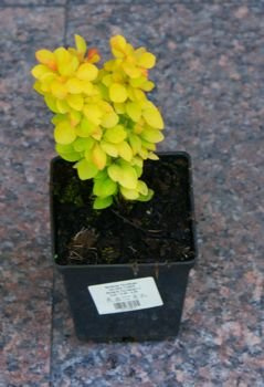 Berberys Thunberga Golden Tower Berberis Thunbergii 1l