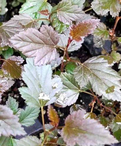 Pęcherznica kalinolistna Red Compact Physocarpus opulifolius