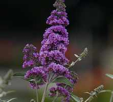 Budleja Dawida Lavender Cupcake Buddleja Davidii 1l