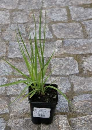 Trzęślica modra Heidezwerg Molinia caerulea 9