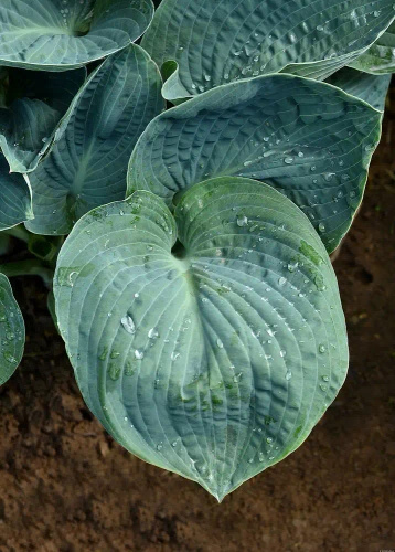 Funkia Big Daddy Hosta