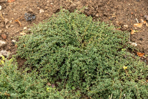 Macierzanka wczesna Pink Chintz Thymus Praecox