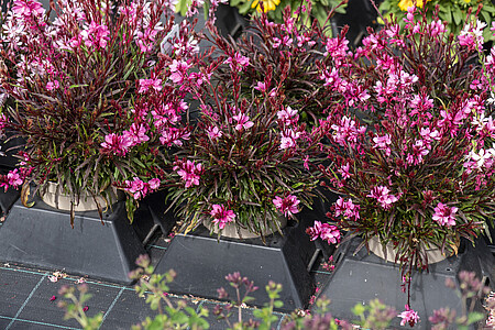 Gaura Graceful Pink Gaura lindheimeri