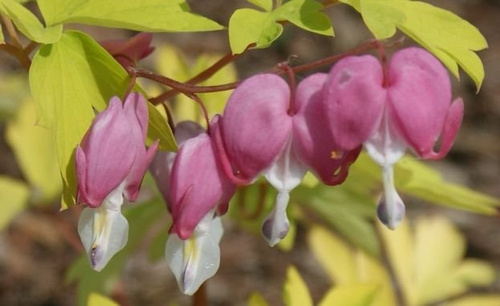Serduszka okazała Gold Heart Dicentra Spectabilis 9-1l
