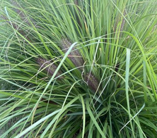 Rozplenica Japońska Red Head Pennisetum Alopecuroides 9