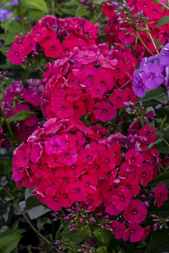 Floks, Płomyk Red Riding Hood Phlox Paniculata
