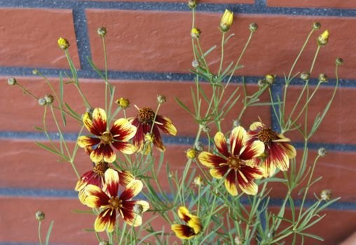 Nachyłek okółkowy Bengal Tiger Coreopsis Verticilata 9