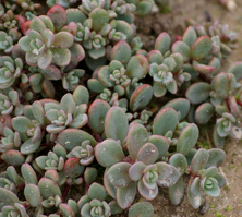 Rozchodnik sachaliński Island of Sakahilin Sedum Pluricaule 9