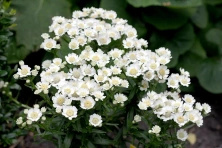 Krwawnik kichawiec Nana Compacta Achillea ptarmica