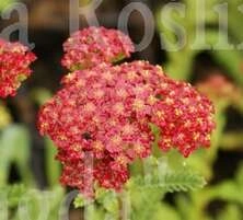 Krwawnik Paprika Achillea Millefolium 1l