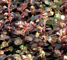 Rozchodnik kaukaski Voodoo Sedum spurium 9