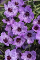 Bodziszek popielaty Ballerina Geranium cinereum