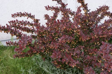 Berberys Thunberga Golden Ring Berberis Thunbergii 9-1l