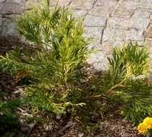 Żywotnikowiec japoński Aurea Thujopsis Dolabrata 1,5-2l