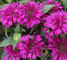 Pysznogłówka Purple Lace Monarda didyma