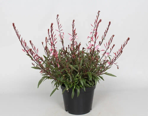 Gaura Cherry Brandy Gaura lindheimeri