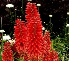 Trytoma Redhot Popsicle Kniphofia hybrida 1l