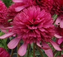 Jeżówka Southern Belle Echinacea