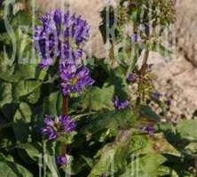 Dzwonek skupiony Dahurica Campanula glomerata 9