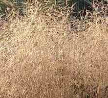 Śmiałek Darniowy Palava Deschampsia Caespitosa 1l 