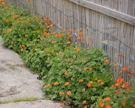 Kuklik Borisii Strain Geum Coccineum