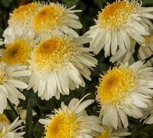 Złocień Wielki Real Glory Leucanthemum Maximum 9