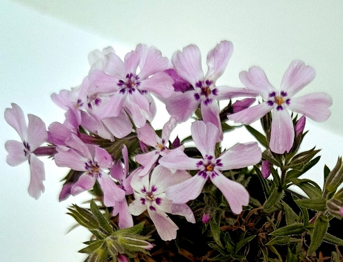 Floks Szydlasty Benita Phlox subulata 9