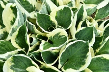 Funkia Minuteman Hosta 1l