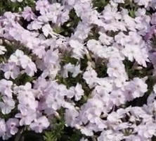 Floks douglasa Admiral Pink Phlox Douglasii 9