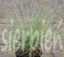 Kostrzewa sina Blue Select Festuca Glauca 9