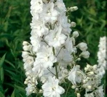 Ostróżka Galahad Delphinium Pacific