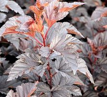Pęcherznica kalinolistna Midnight Physocarpus opulifolius