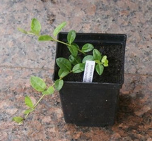 Barwinek pospolity Alba Vinca minor