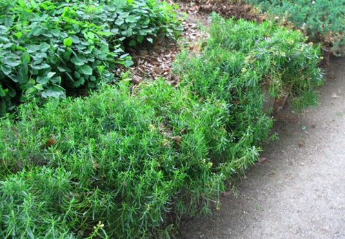 Ubiorek wiecznie zielony Weisser Zwerg Iberis Sempervirens