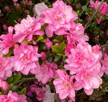 Azalia japońska Rokoko  Azalea japonicum 11