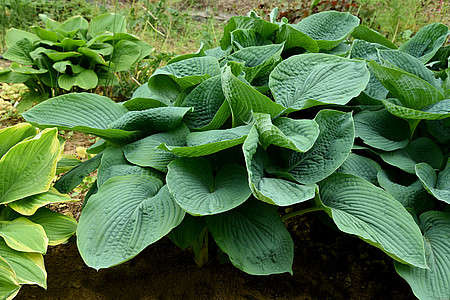 Funkia Elegans Hosta