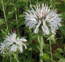 Pysznogłówka Schneewittchen Monarda Didyma 9
