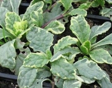 Dąbrówka rozłogowa Variegata Ajuga Reptans