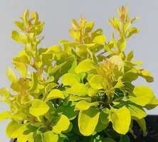 Berberys Thunberga Golden Zwerg Berberis Thunbergii 1l